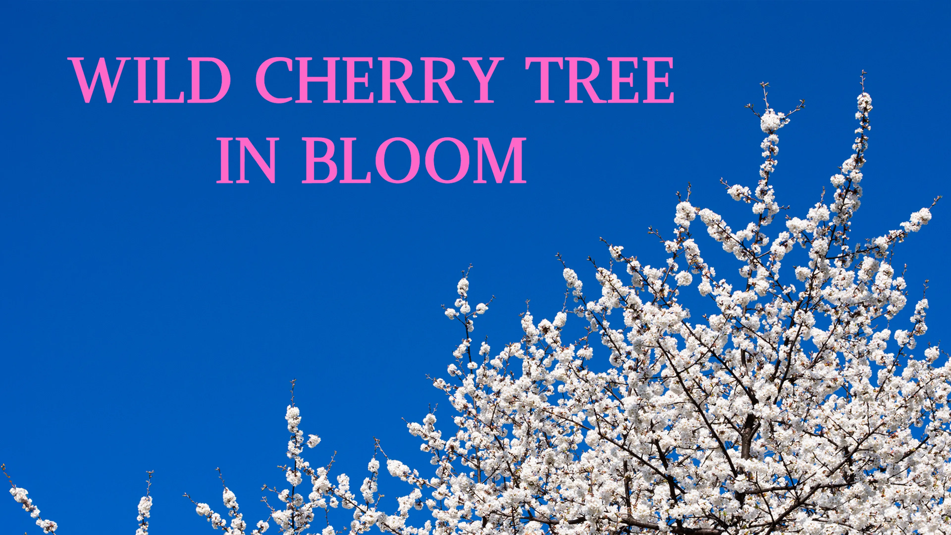 Wild Cherry Tree in Bloom poster